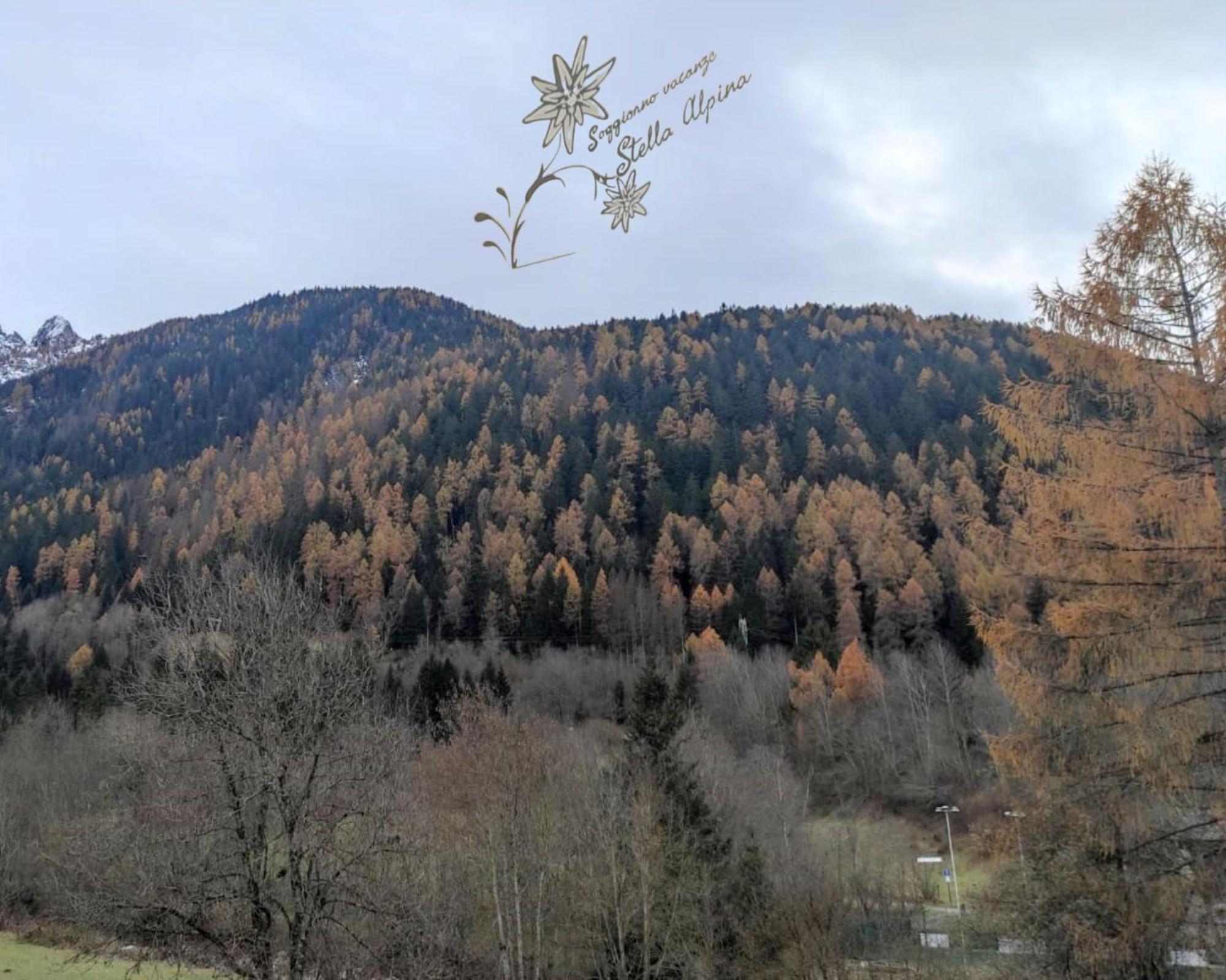 Soggiorno Vacanze Stella Alpina Temù Zewnętrze zdjęcie